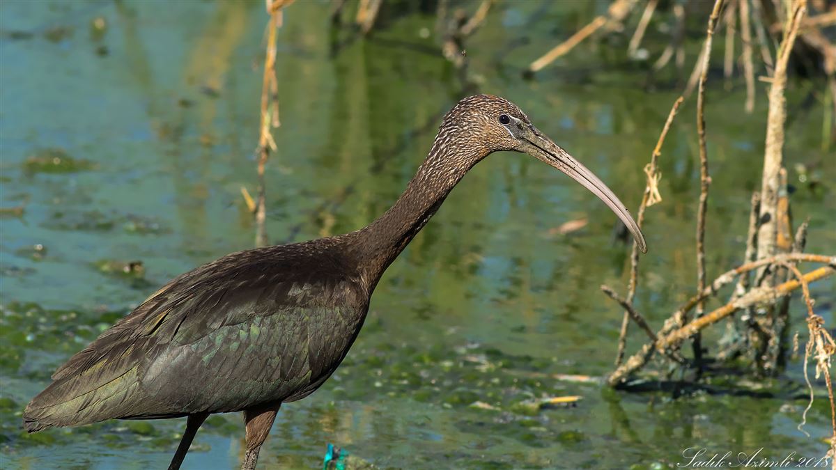 Glossy Ibis