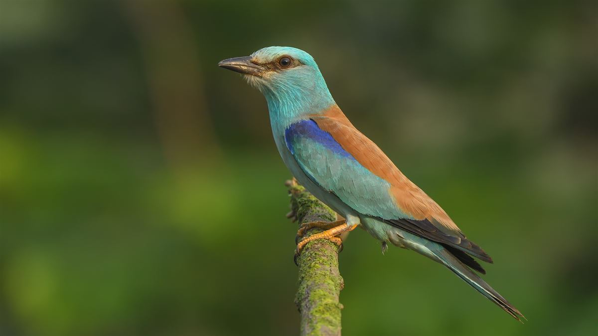 European Roller