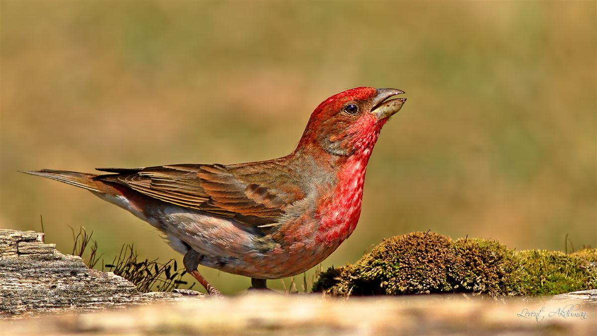 Common Rosefinch