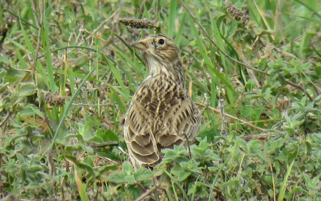 Eurasian Skylark