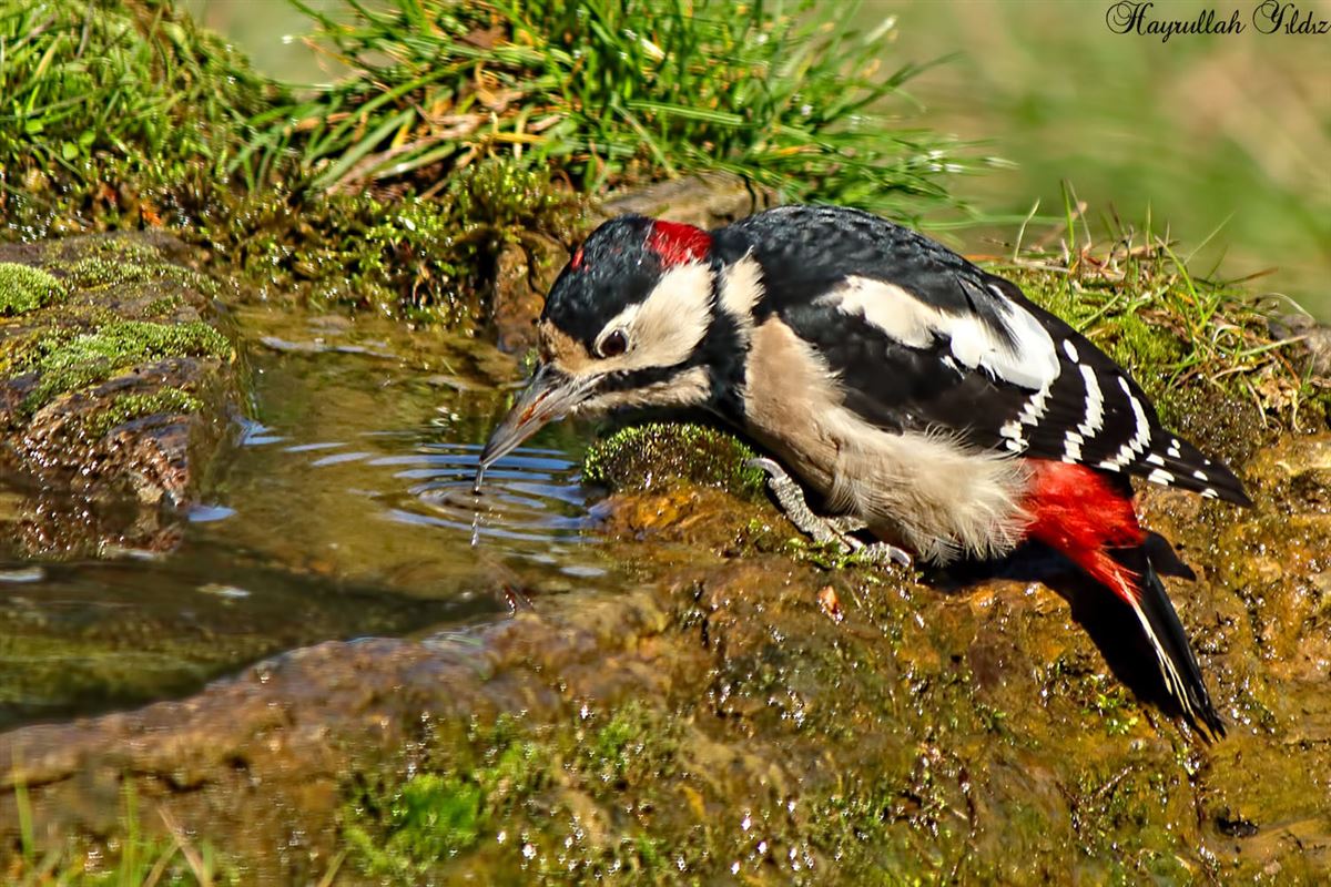 Great Spotted Woodpecker