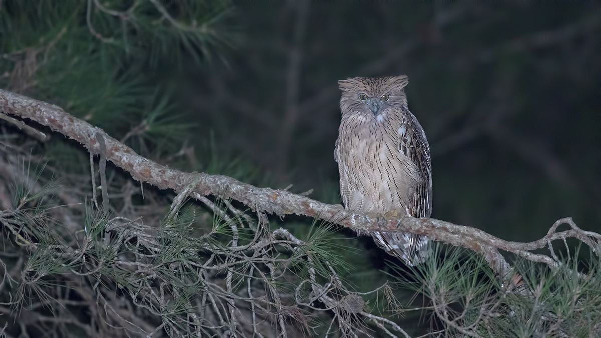 Brown Fish Owl
