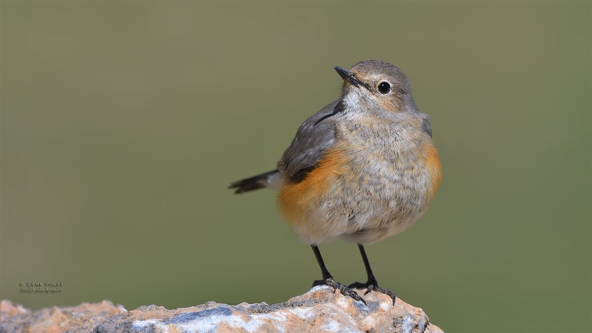 White-throated Robin