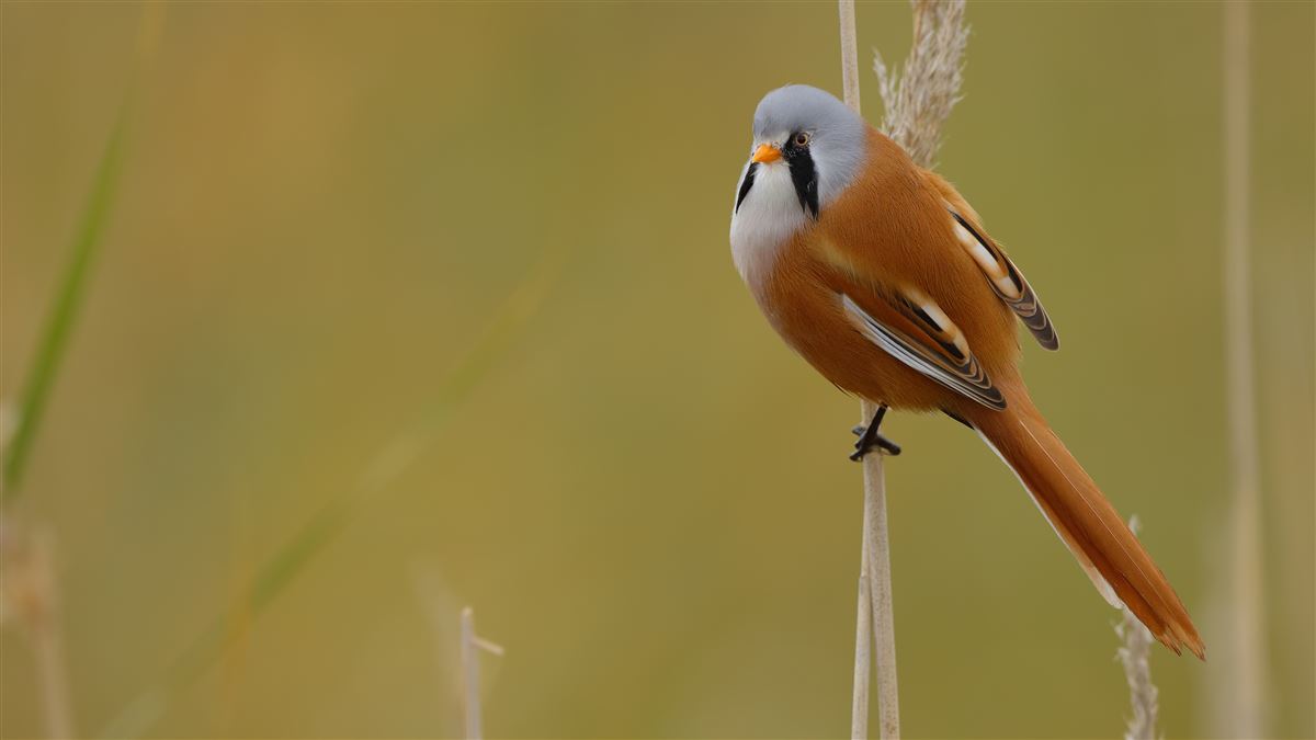 Bearded Reedling