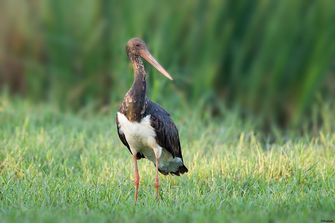 Black Stork