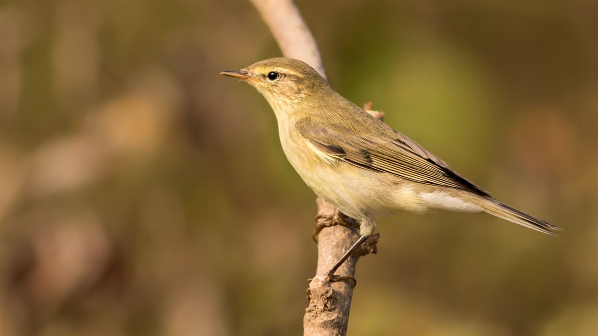 Willow Warbler