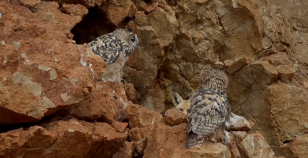 Eurasian Eagle-Owl