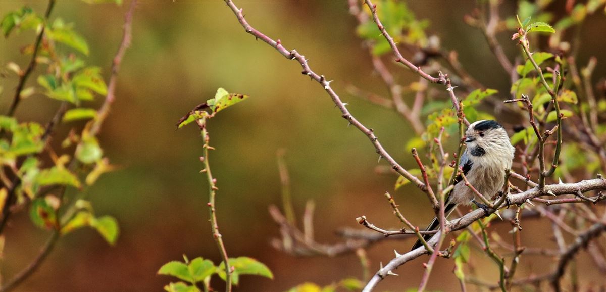 Long-tailed Tit
