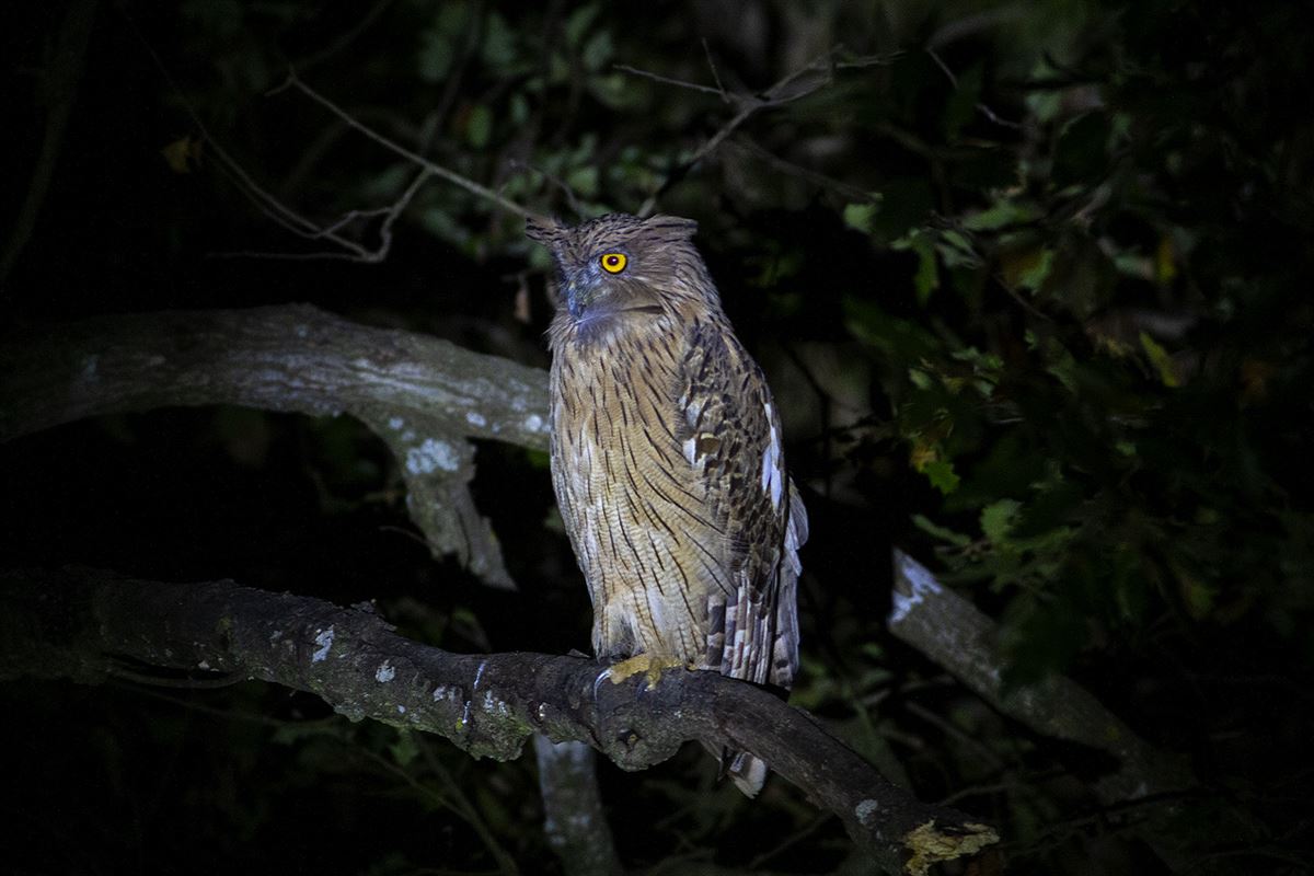 Brown Fish Owl