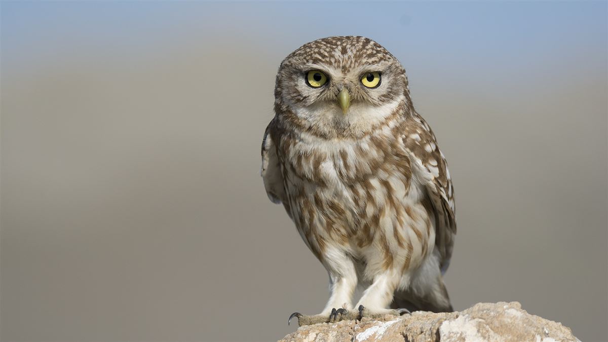 Little Owl