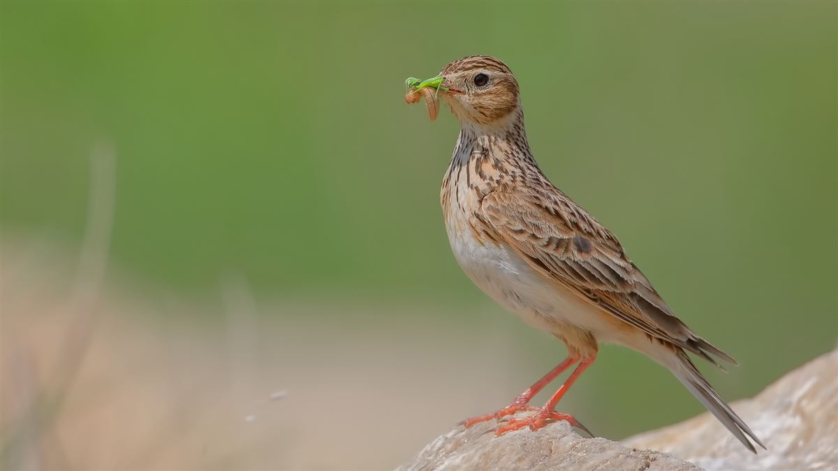 Eurasian Skylark