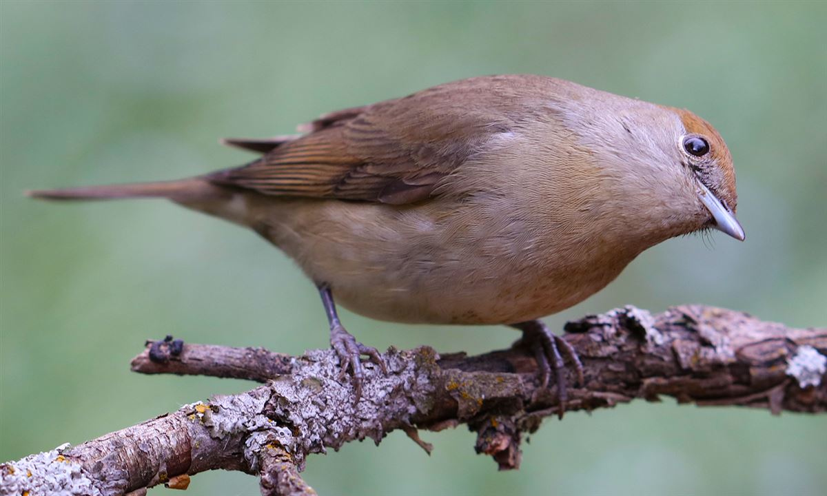 Eurasian Blackcap