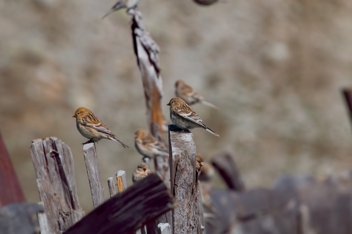 Twite