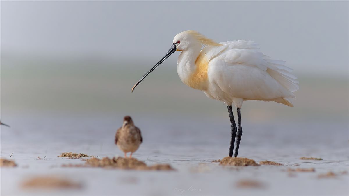 Eurasian Spoonbill