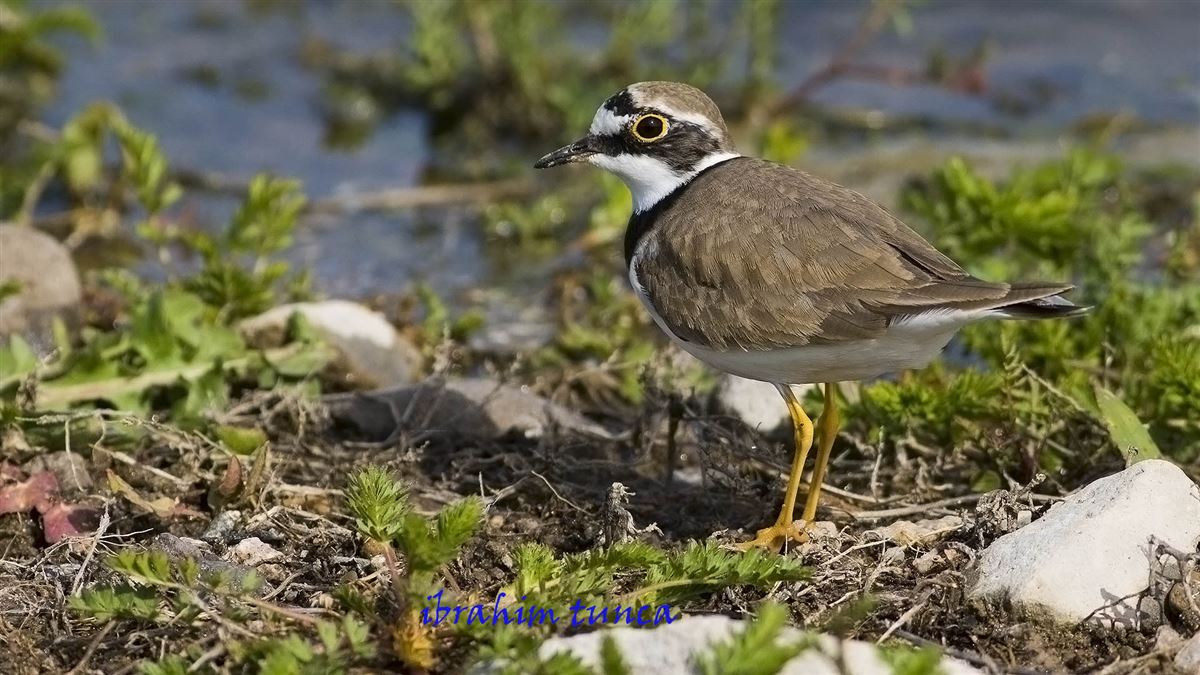 Little Ringed Plover
