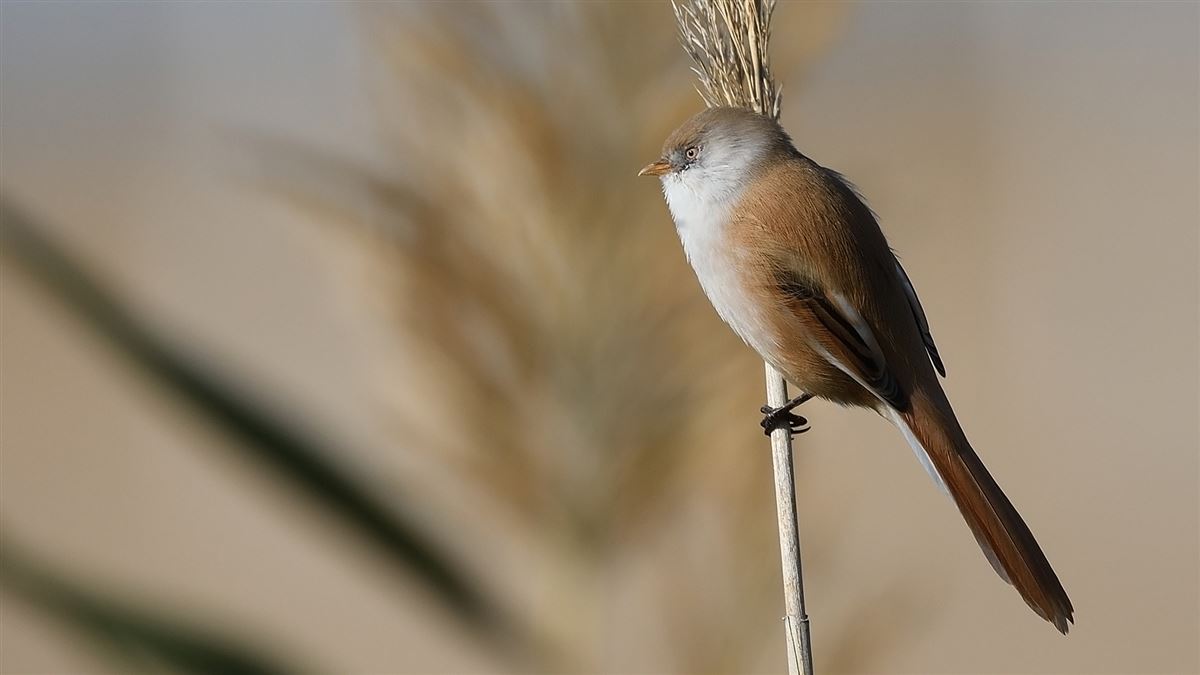 Bearded Reedling