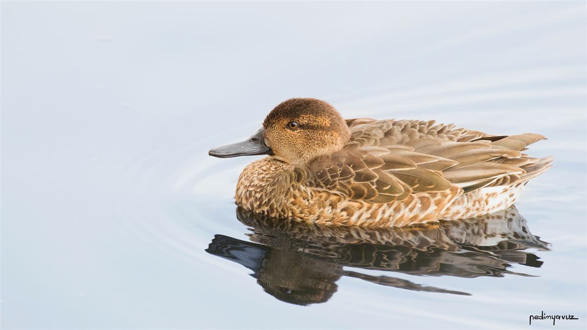 Eurasian Teal