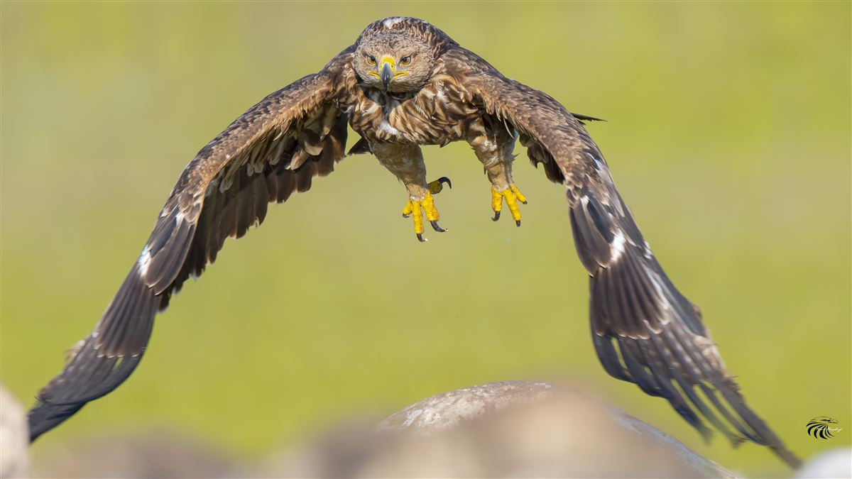Eastern Imperial Eagle