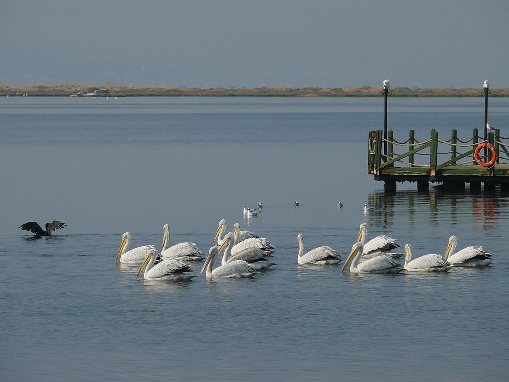 Dalmatian Pelican