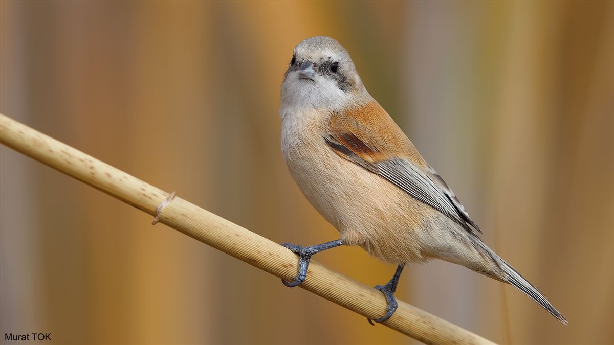 Eurasian Penduline Tit