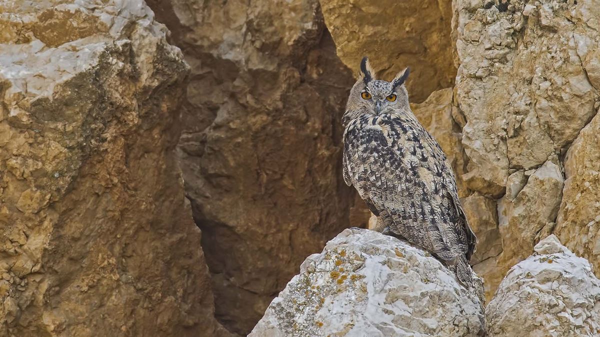 Eurasian Eagle-Owl