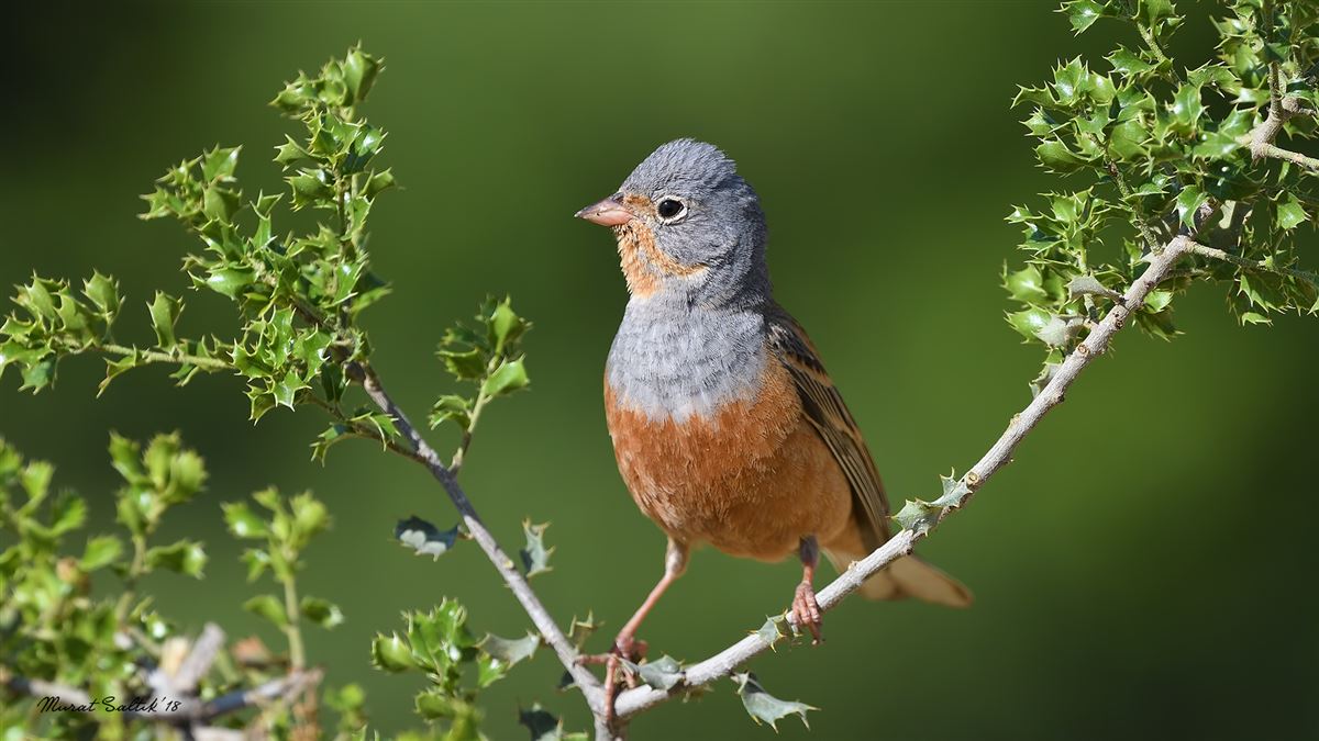 Cretzschmar`s Bunting