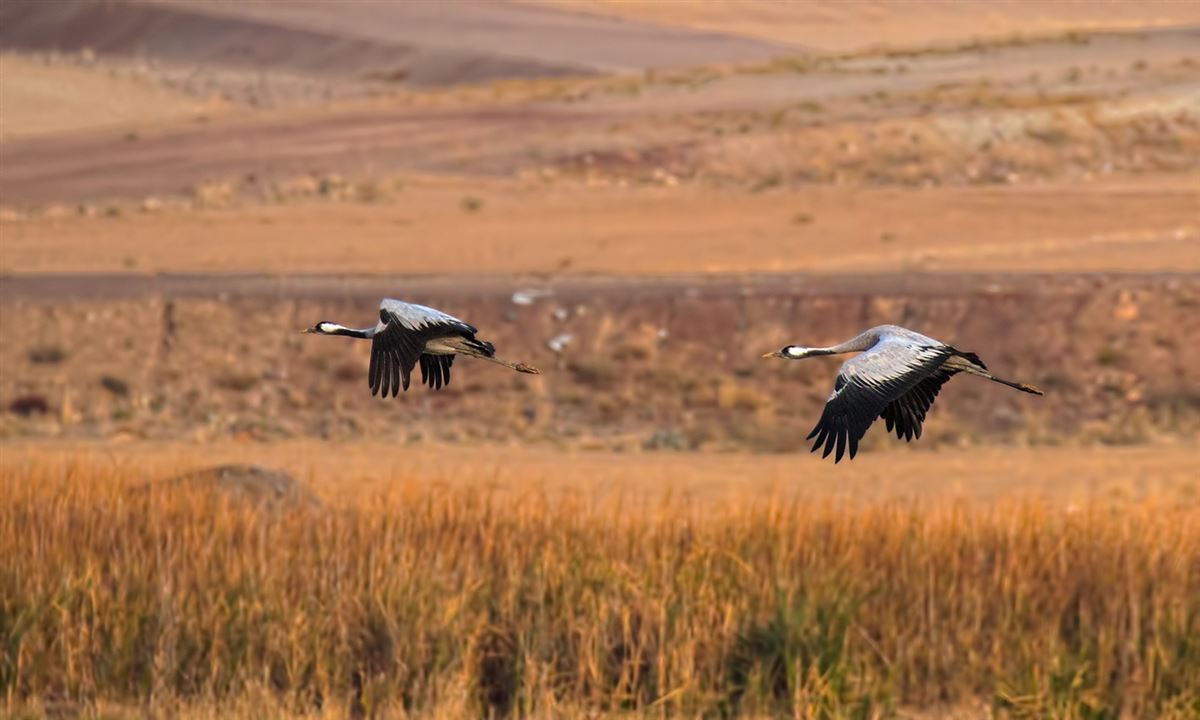 Common Crane