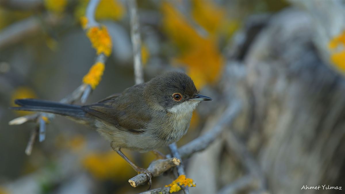 Sardinian Warbler