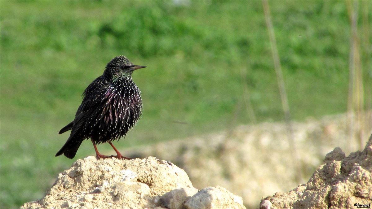 Common Starling
