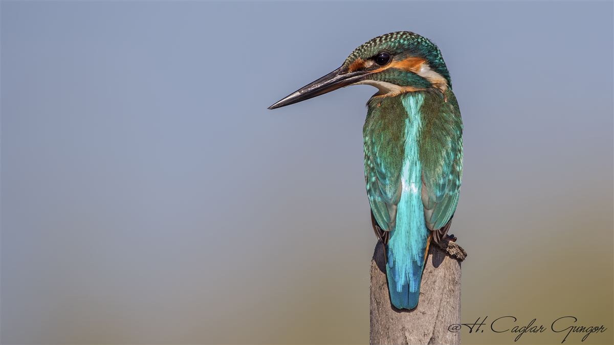 Common Kingfisher