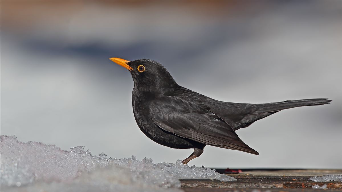 Common Blackbird
