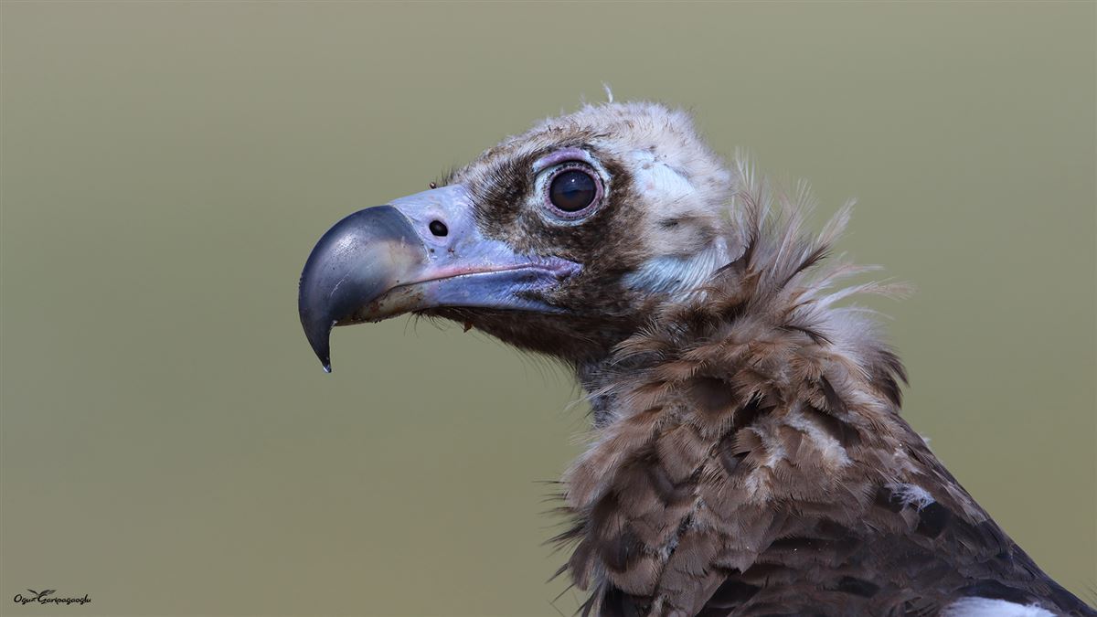 Cinereous Vulture