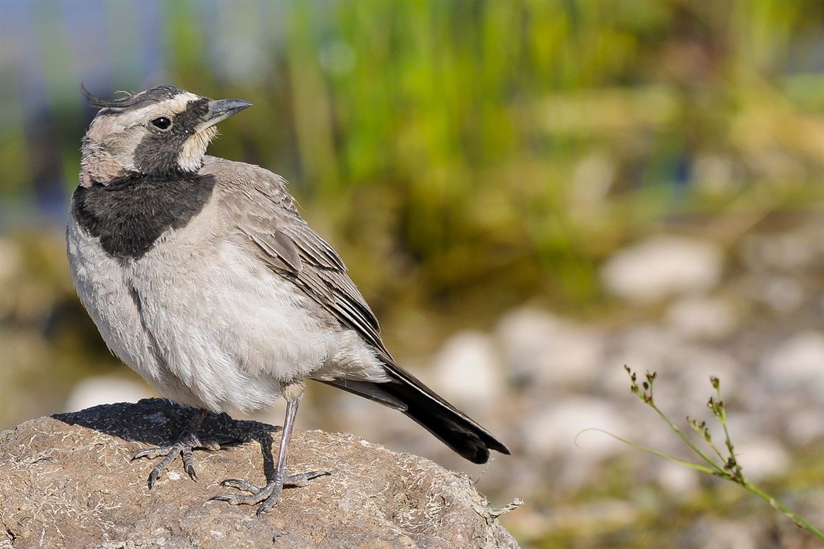 Horned Lark