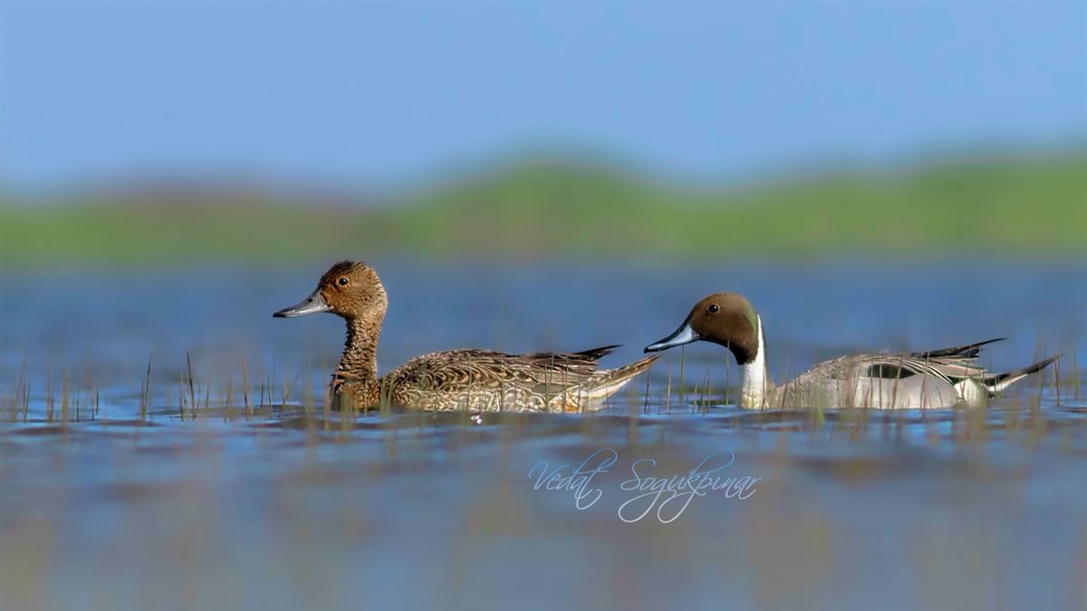 Northern Pintail