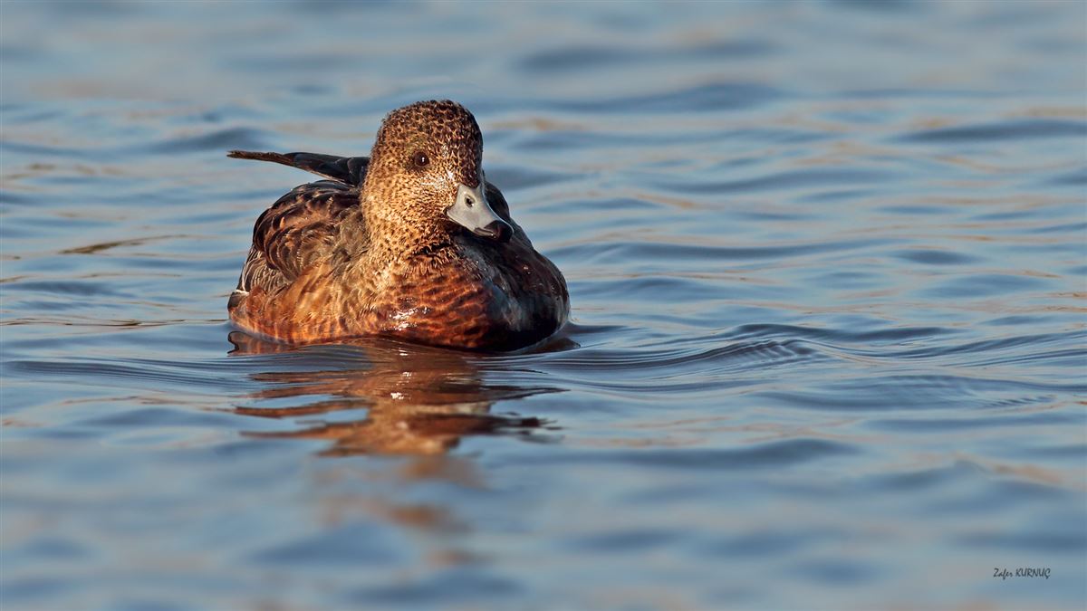 Eurasian Wigeon
