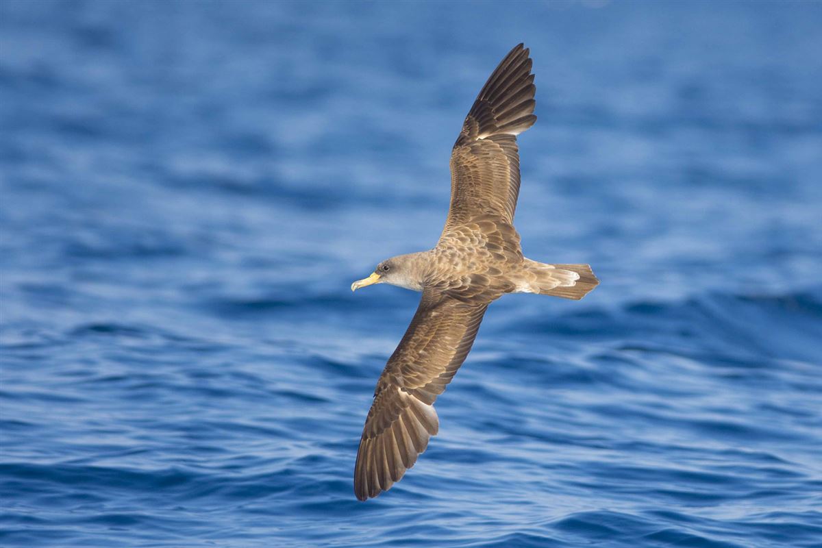 Scopoli`s Shearwater