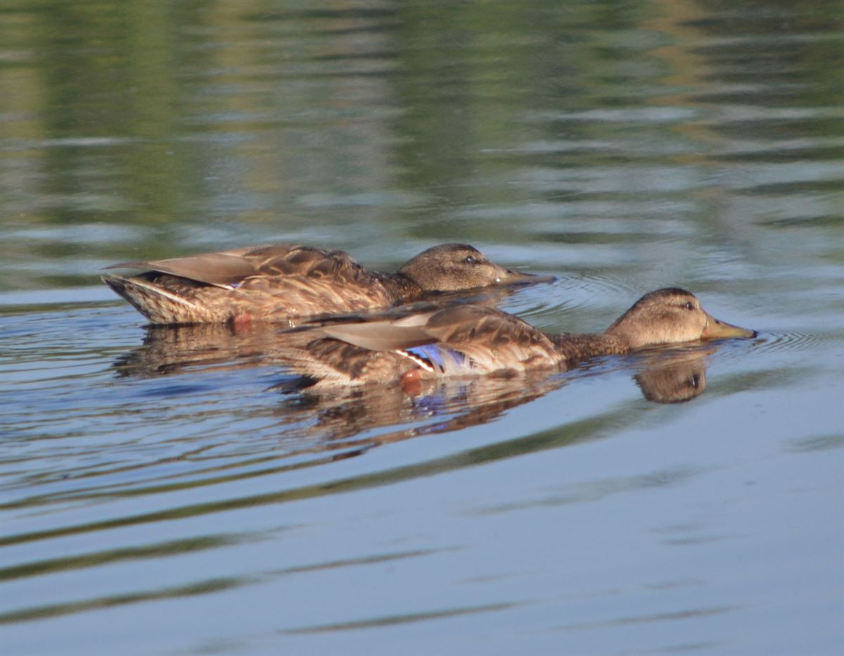 Mallard