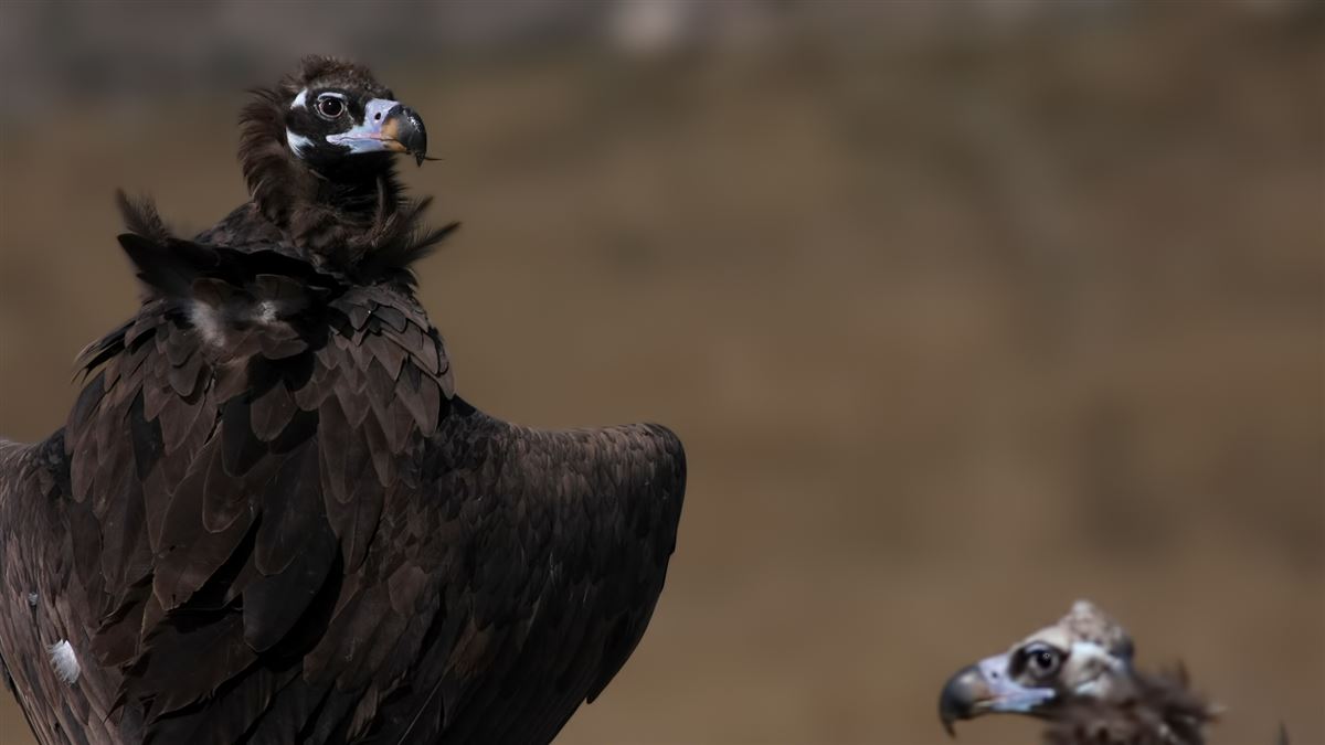 Cinereous Vulture