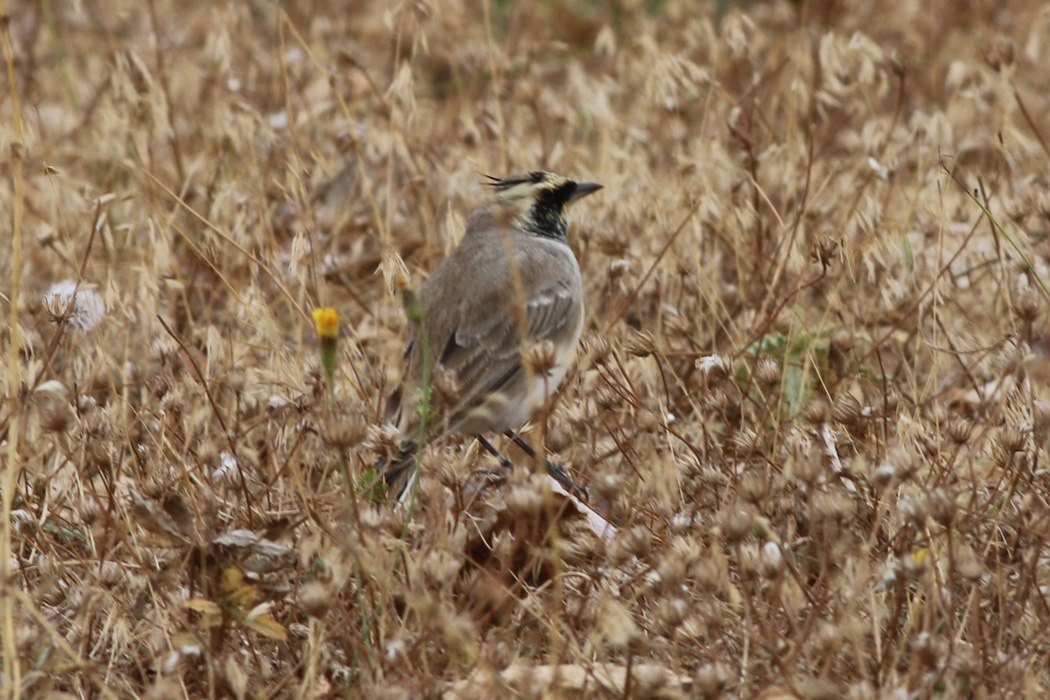 Horned Lark