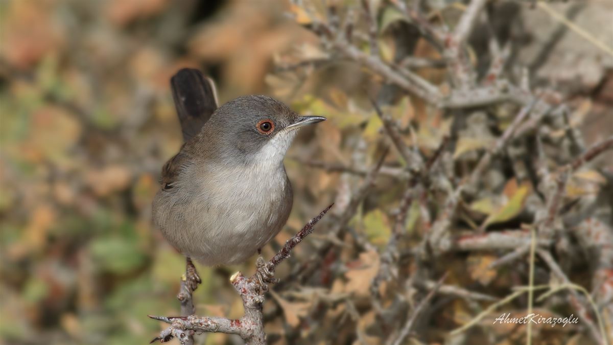 Sardinian Warbler