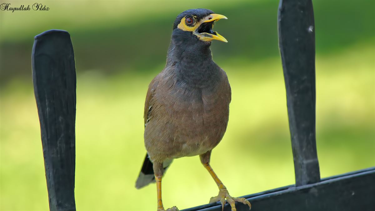 Common Myna