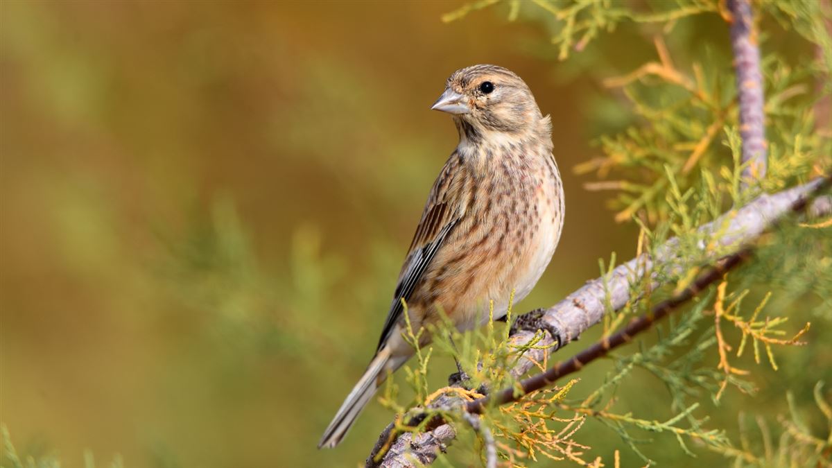 Common Linnet