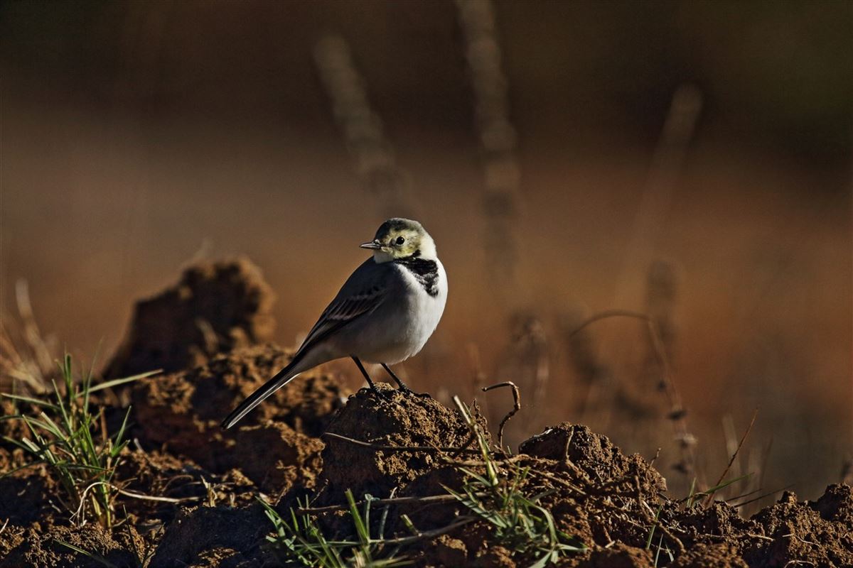 White Wagtail