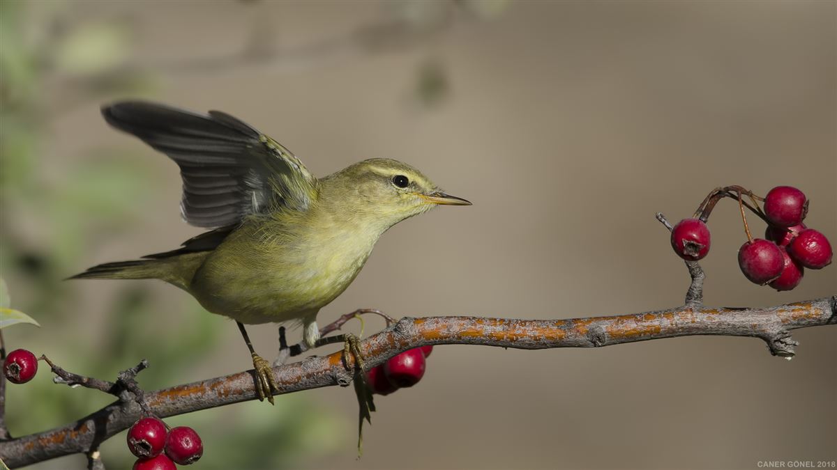 Willow Warbler