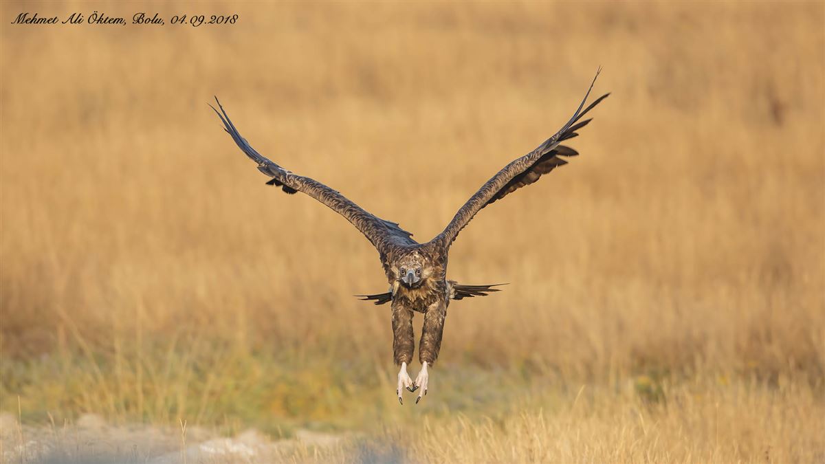 Cinereous Vulture