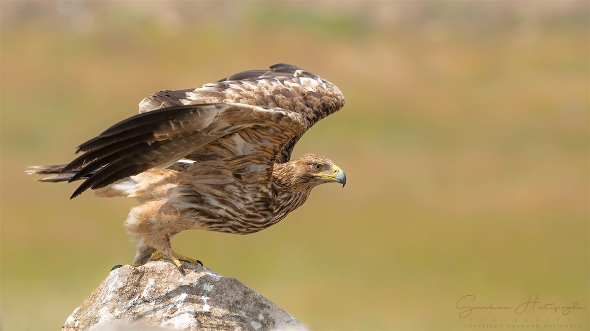 Şah Kartal