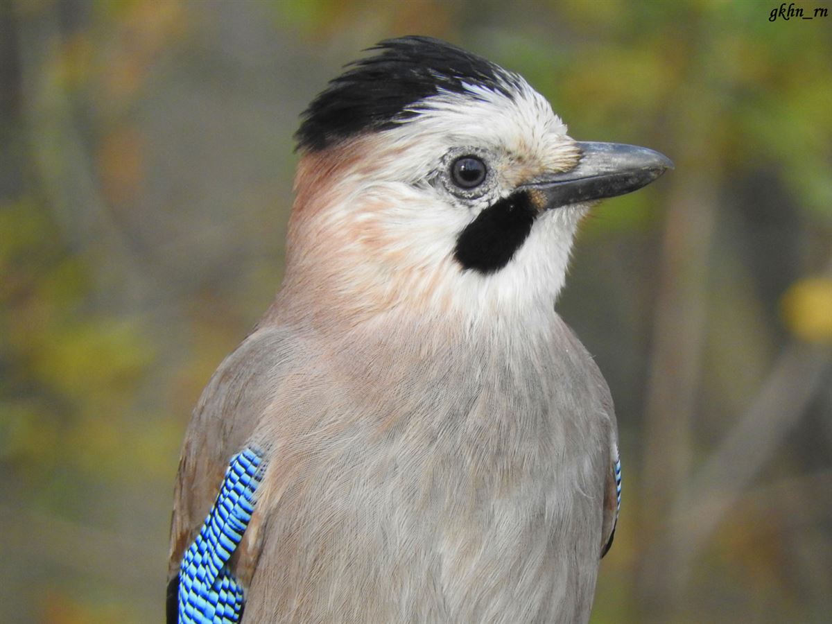 Eurasian Jay