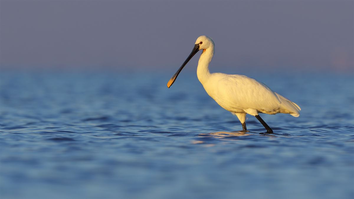 Eurasian Spoonbill
