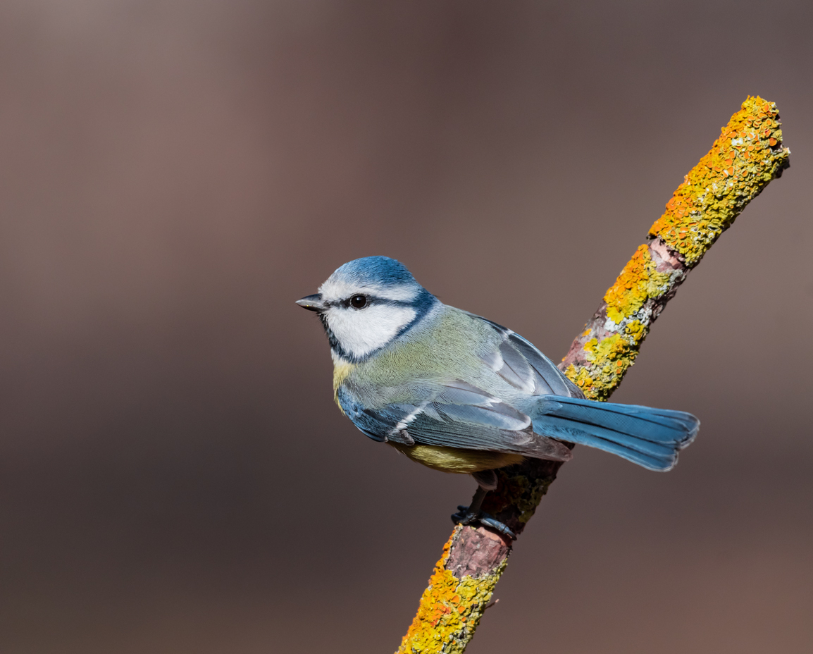 Eurasian Blue Tit