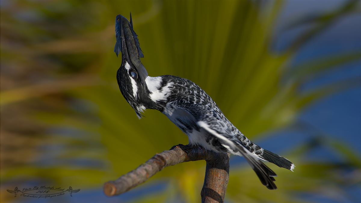 Pied Kingfisher